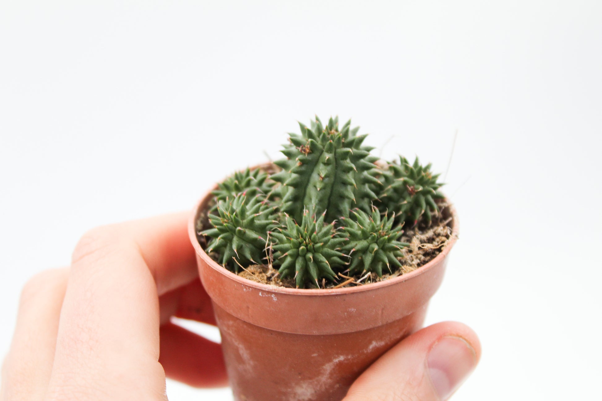 Cactus kopen? Euphorbia susannae te koop bij ikhebeencactus