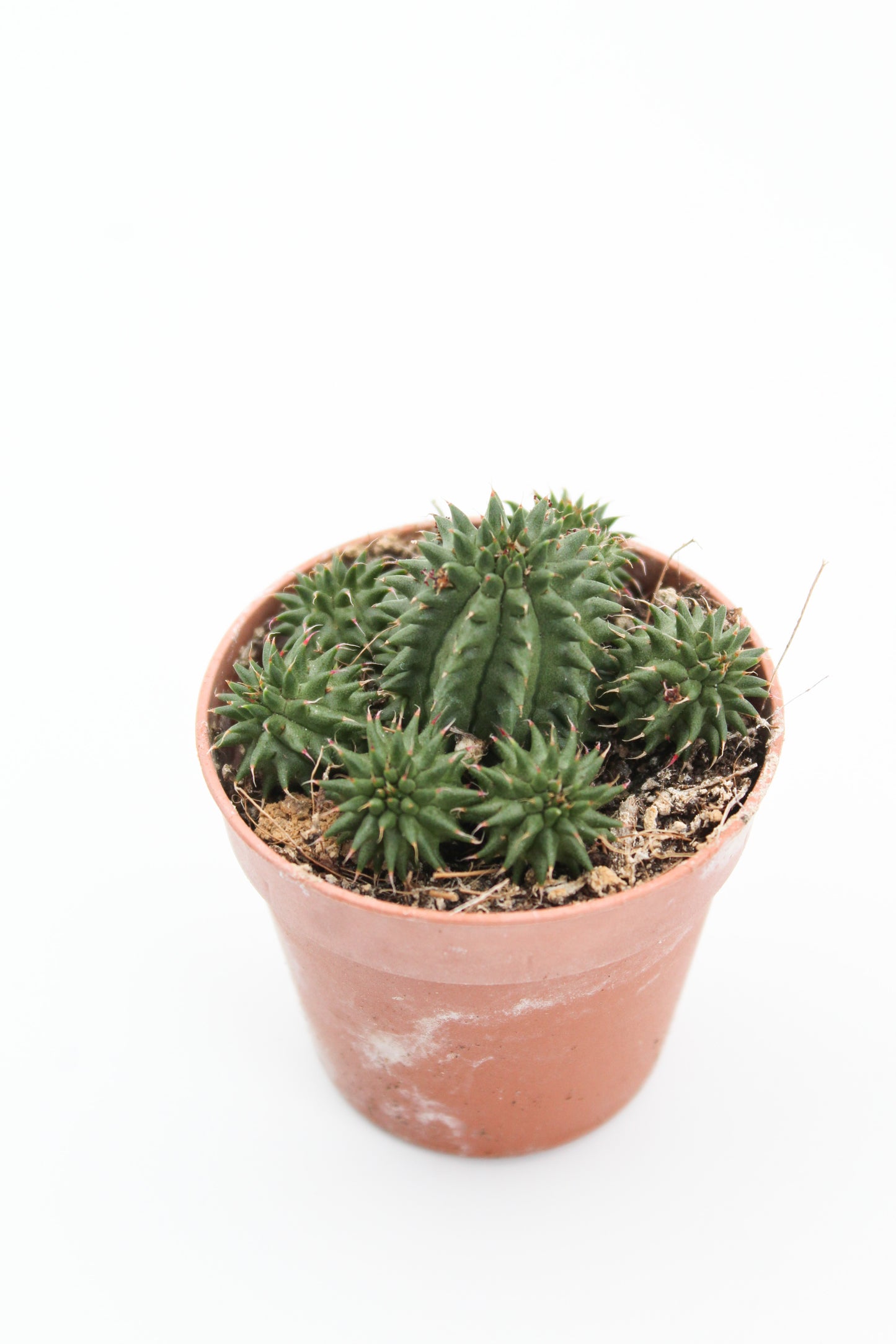 Cactus kopen? Euphorbia susannae te koop bij ikhebeencactus