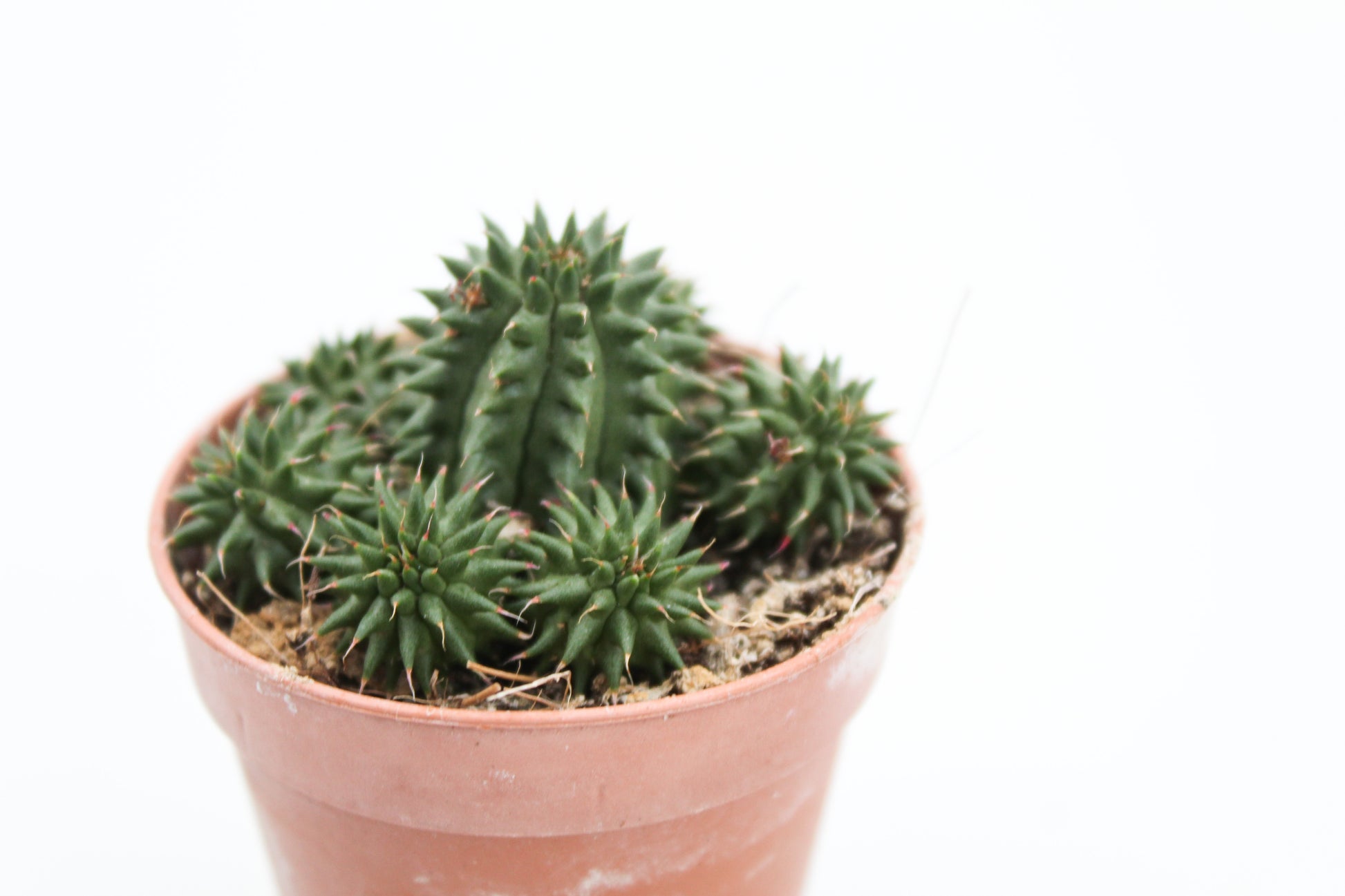 Cactus kopen? Euphorbia susannae te koop bij ikhebeencactus