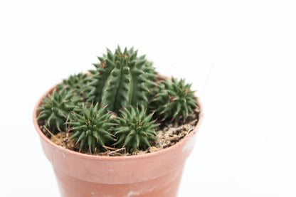 Cactus kopen? Euphorbia susannae te koop bij ikhebeencactus