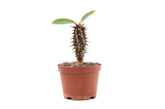 Euphorbia viguieri