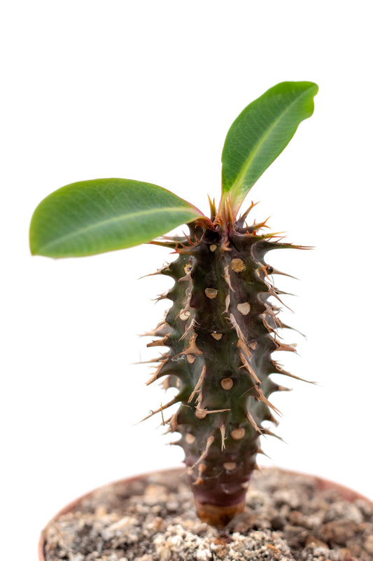 Euphorbia viguieri