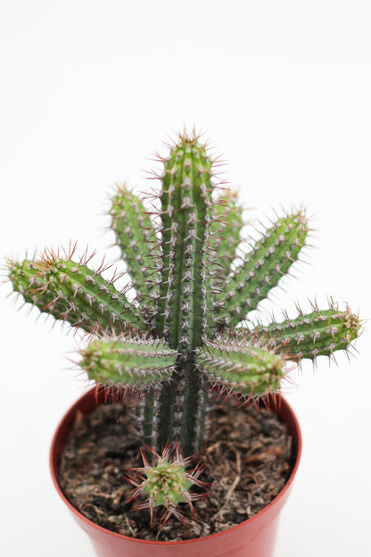 Euphorbia baionensis