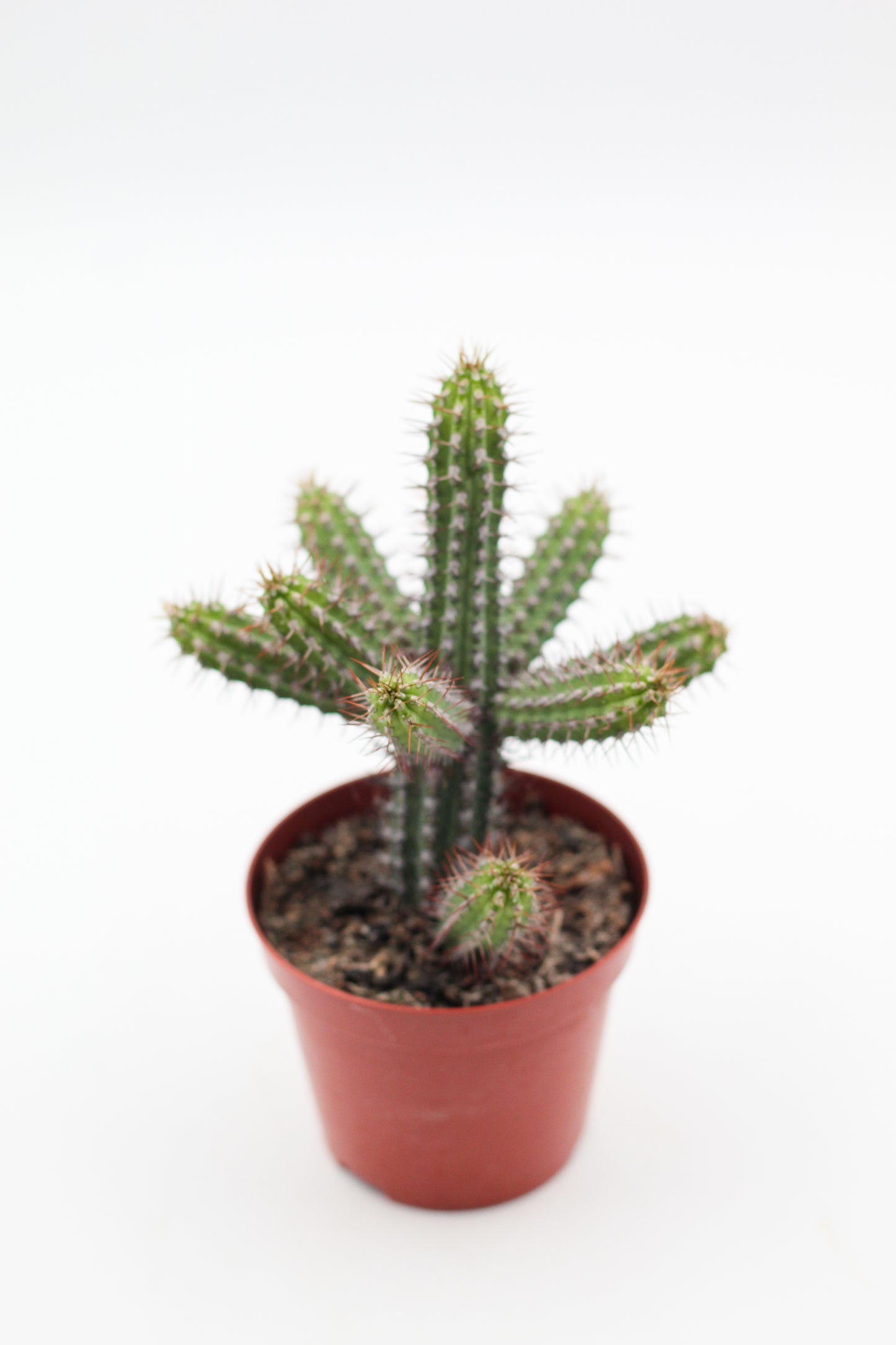 Euphorbia baionensis