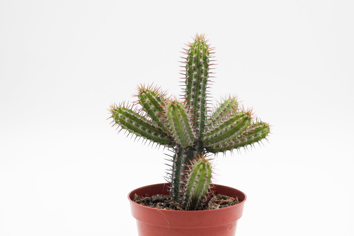 Euphorbia baionensis