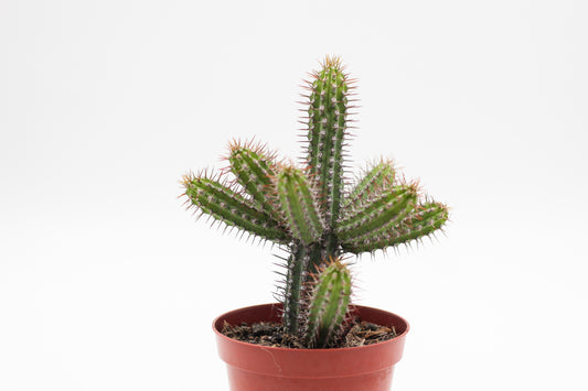 Euphorbia baionensis