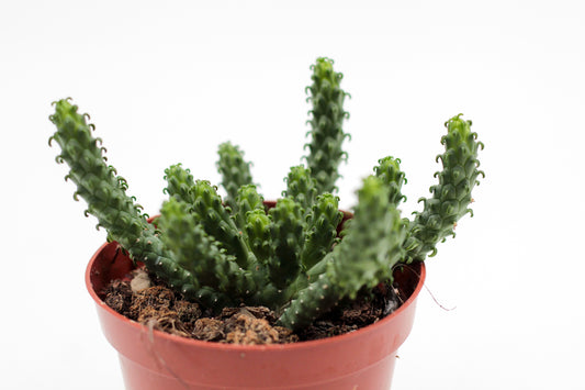 Euphorbia caput-medusa