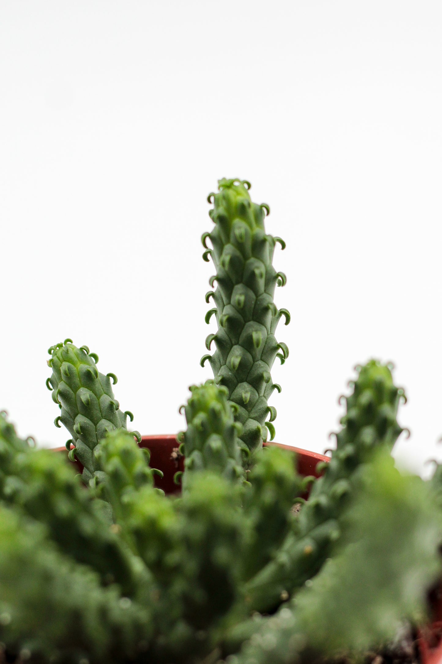 Euphorbia caput-medusa