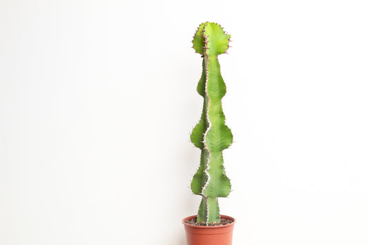 Euphorbia cooperi groot