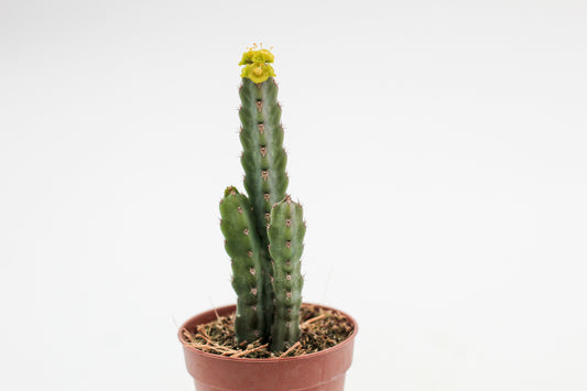 Euphorbia debilispina