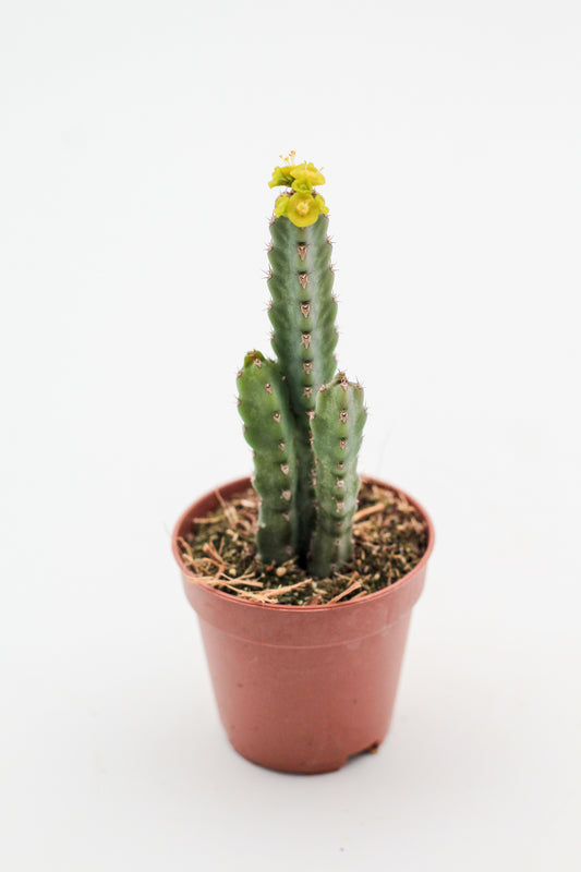 Euphorbia debilispina