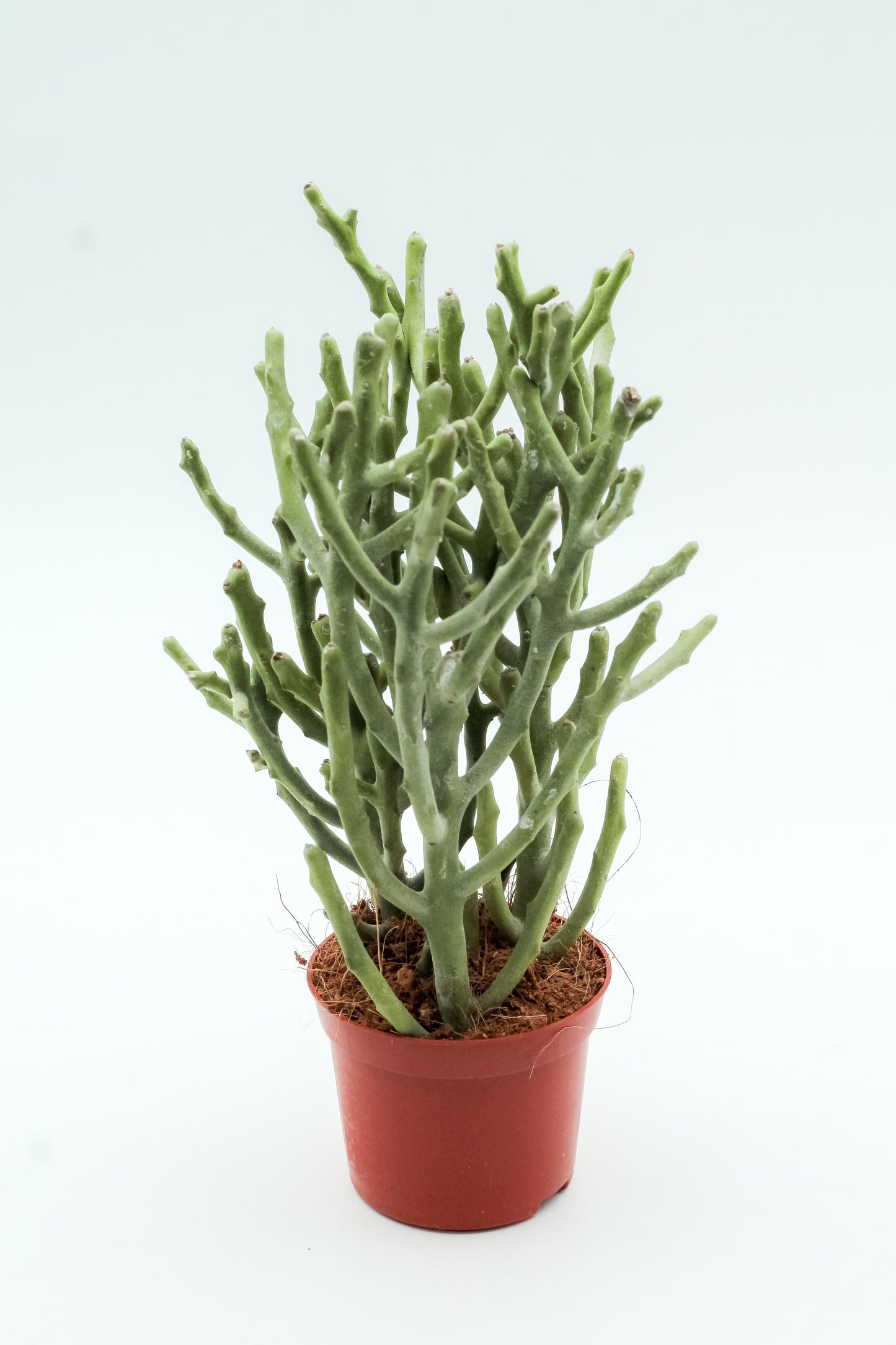 Euphorbia fiherenensis