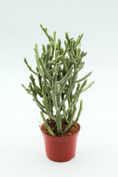 Euphorbia fiherenensis