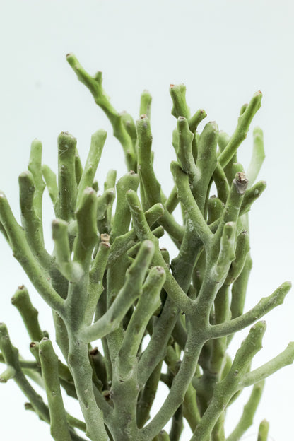 Euphorbia fiherenensis