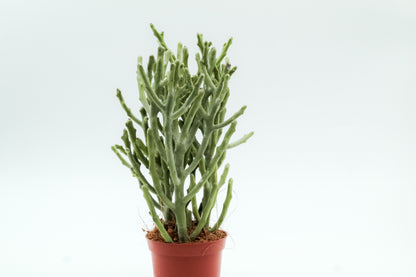 Euphorbia fiherenensis