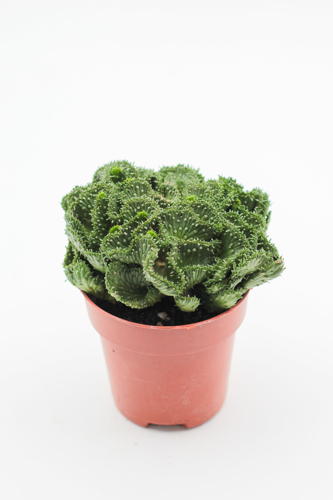 Euphorbia flanaganii cristaat
