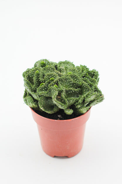 Euphorbia flanaganii cristaat