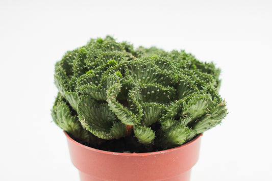 Euphorbia flanaganii cristaat