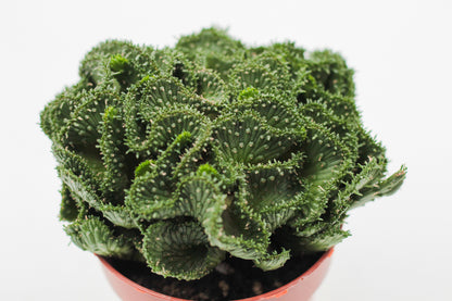 Euphorbia flanaganii cristaat