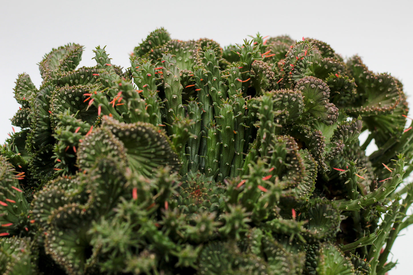 Euphorbia flanaganii cristaat groot