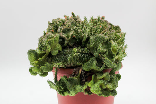 Euphorbia flanaganii cristaat groot