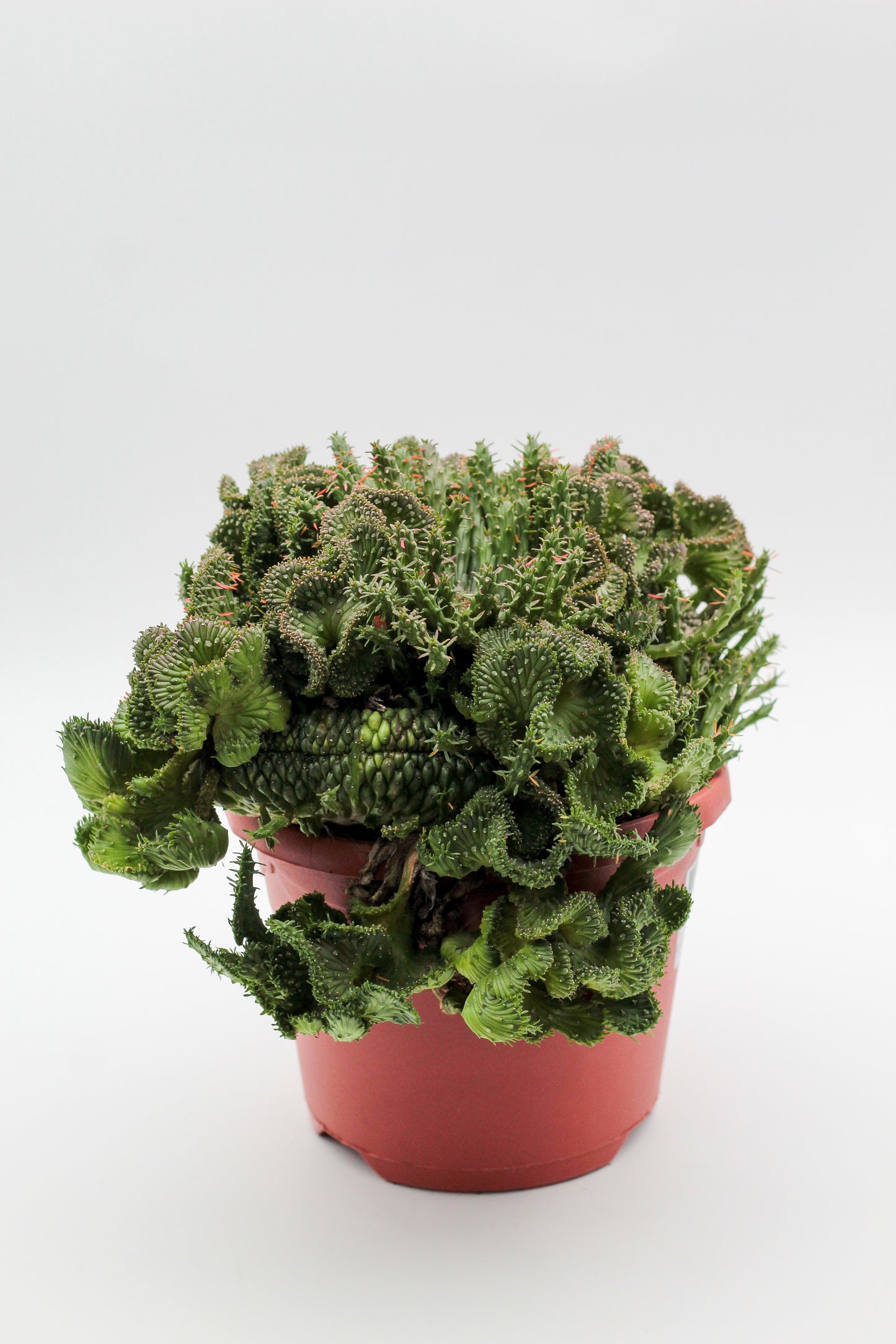 Euphorbia flanaganii cristaat groot