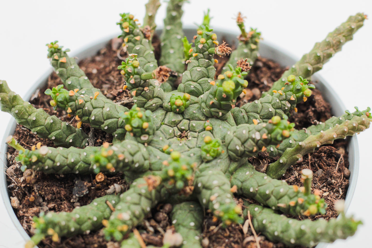 Euphorbia gorgonis