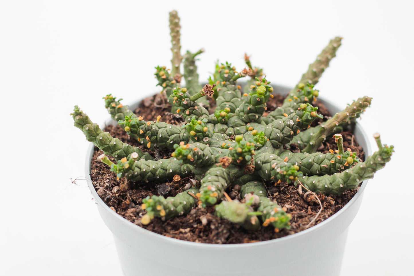 Euphorbia gorgonis
