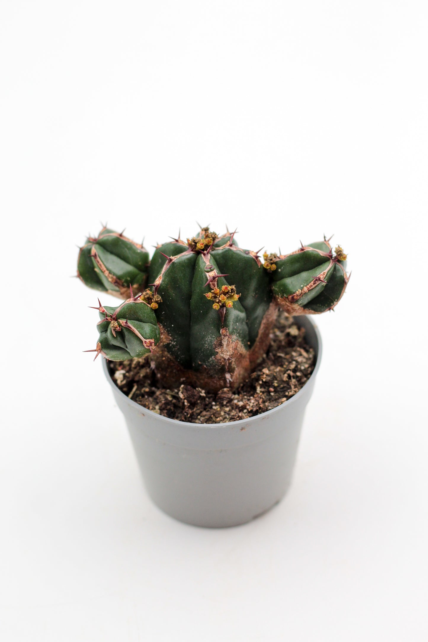 Euphorbia handiensis