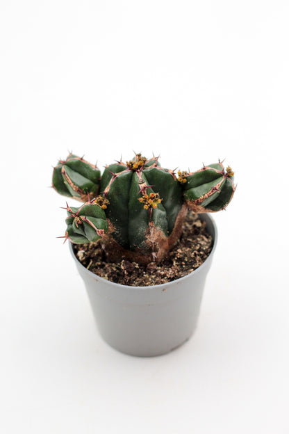 Euphorbia handiensis
