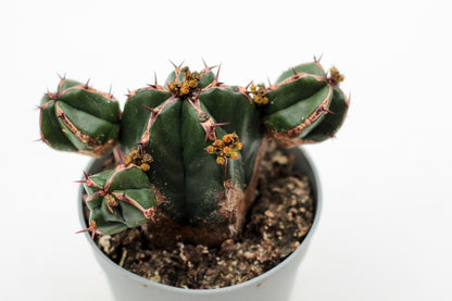 Euphorbia handiensis