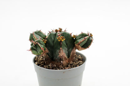 Euphorbia handiensis