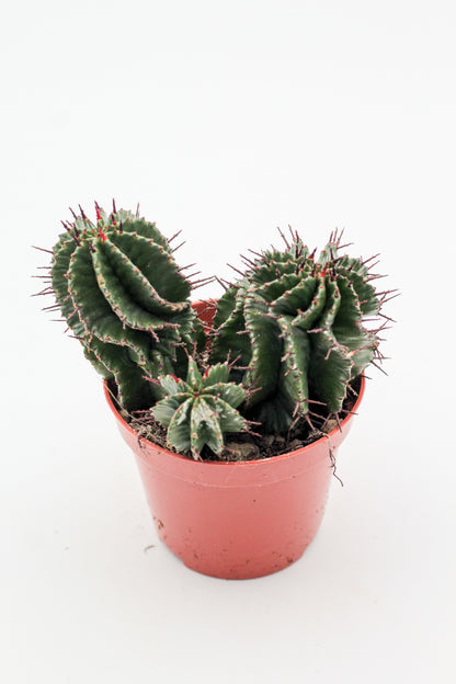 Euphorbia polygona. Euphorbia kopen mooie donkergroene kleur en stekels.