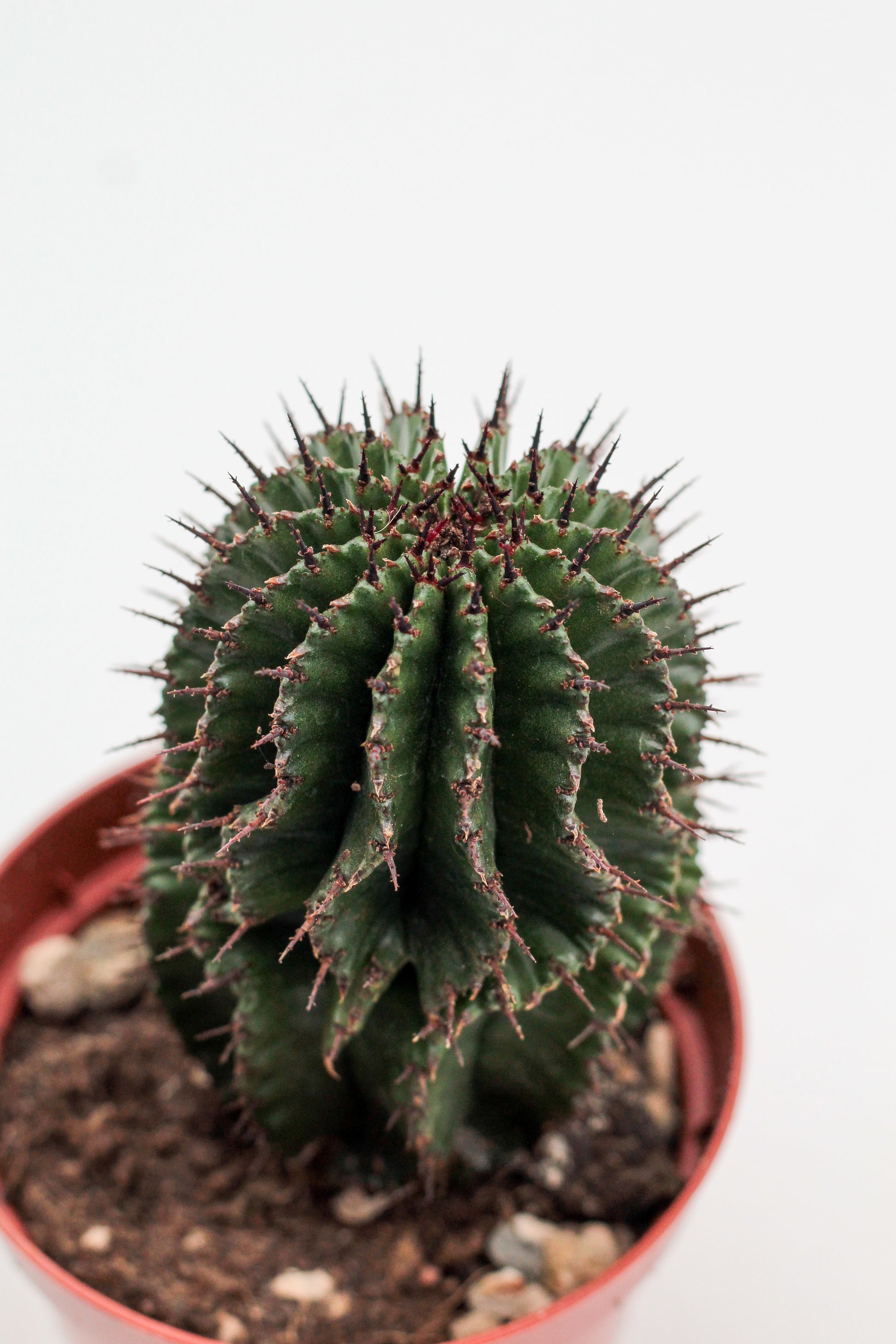 Euphorbia polygona. Euphorbia kopen mooie donkergroene kleur en stekels.