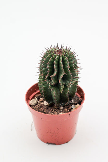 Euphorbia polygona. Euphorbia kopen mooie donkergroene kleur en stekels.