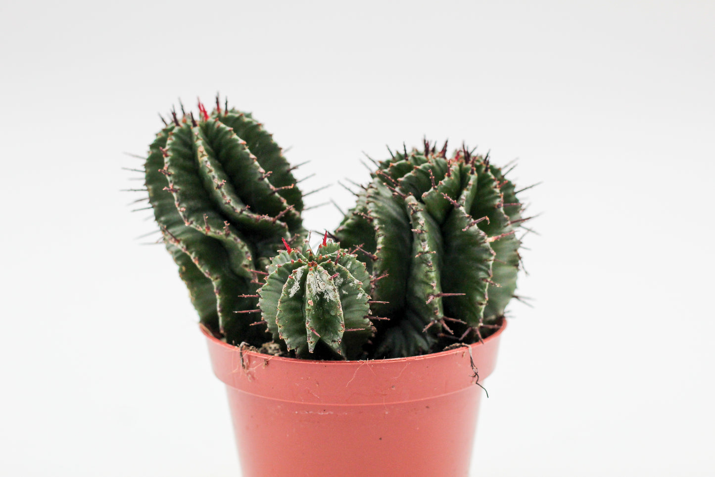 Euphorbia polygona. Euphorbia kopen mooie donkergroene kleur en stekels.