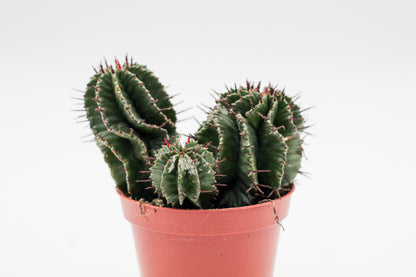 Euphorbia polygona. Euphorbia kopen mooie donkergroene kleur en stekels.