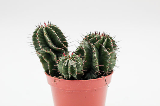 Euphorbia polygona. Euphorbia kopen mooie donkergroene kleur en stekels.