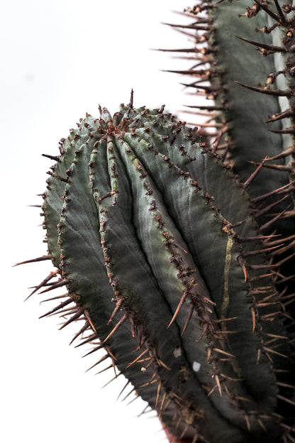 Euphorbia horrida groot