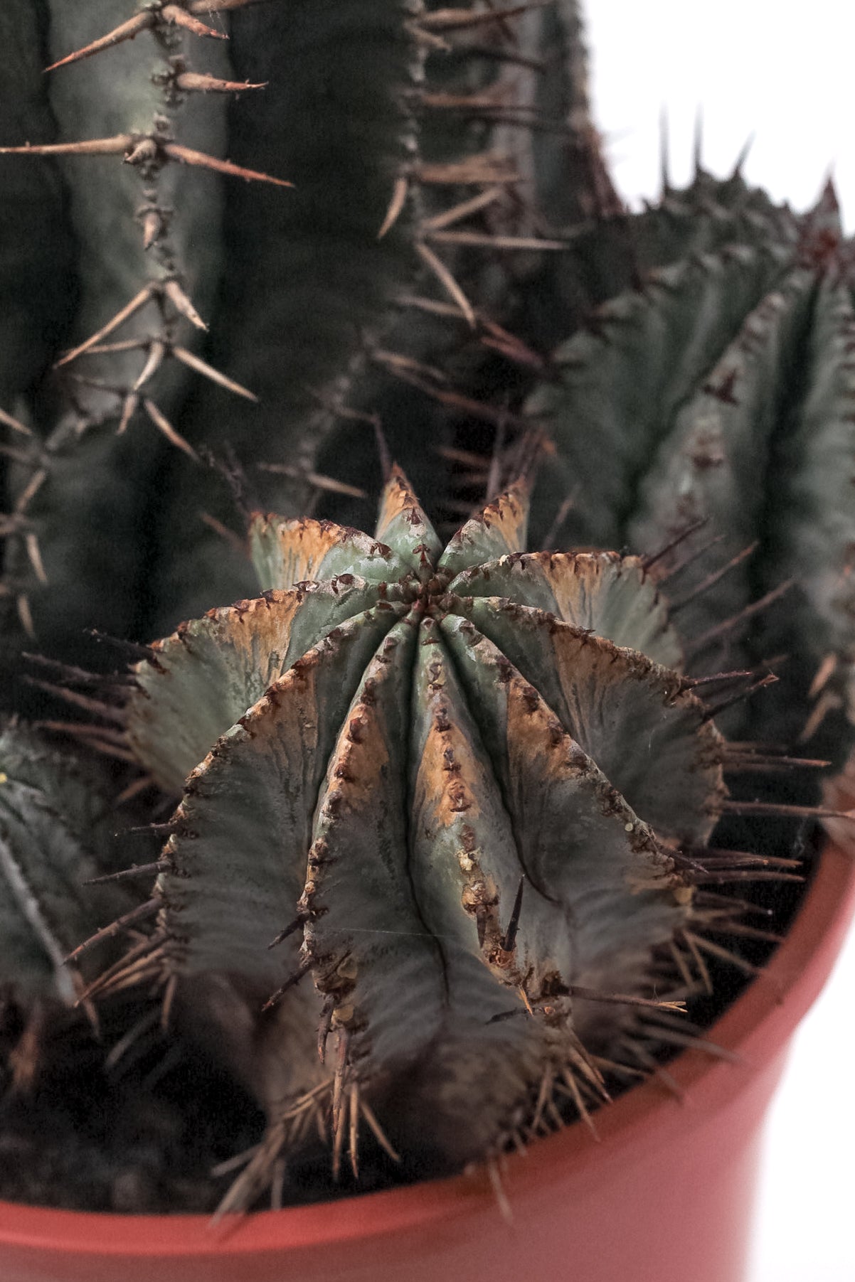 Euphorbia horrida groot