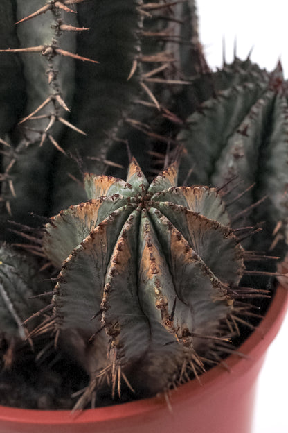 Euphorbia horrida groot