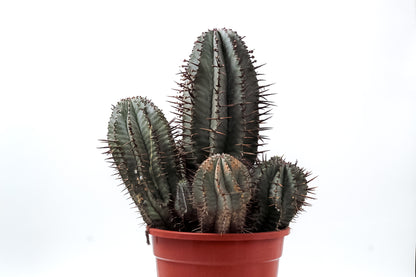 Euphorbia horrida groot