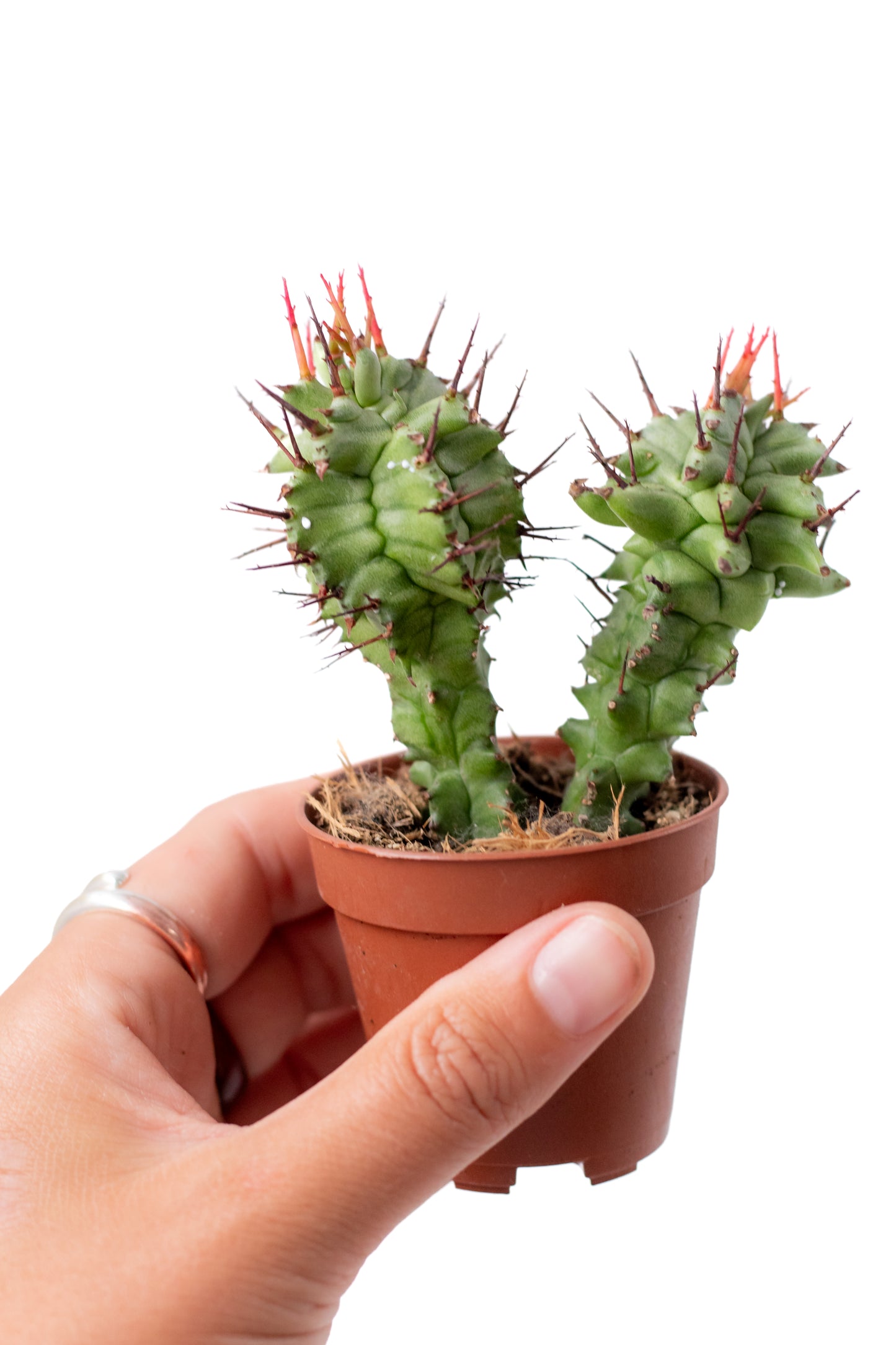 Euphorbia horrida monstruosa