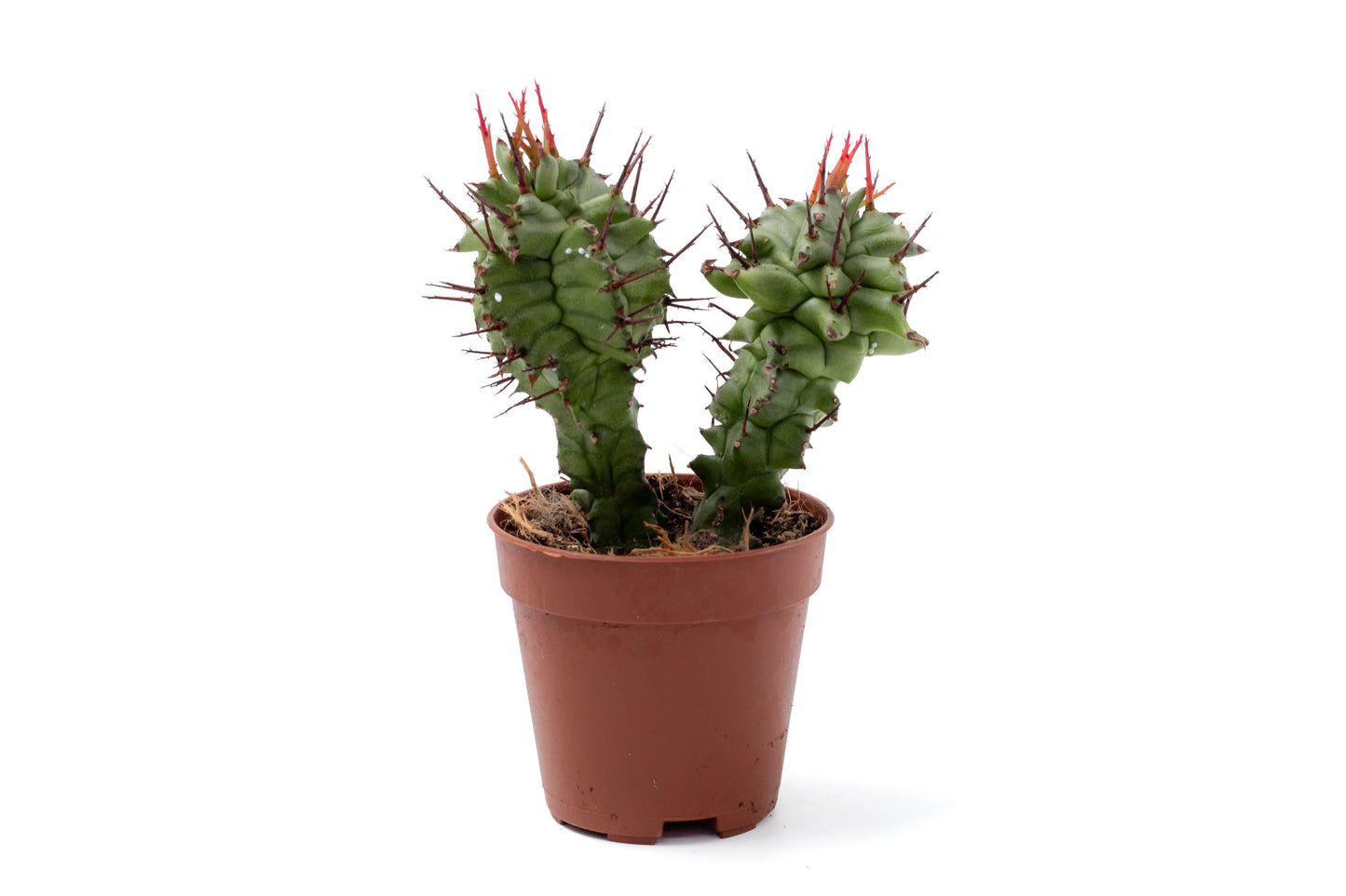 Euphorbia horrida monstruosa