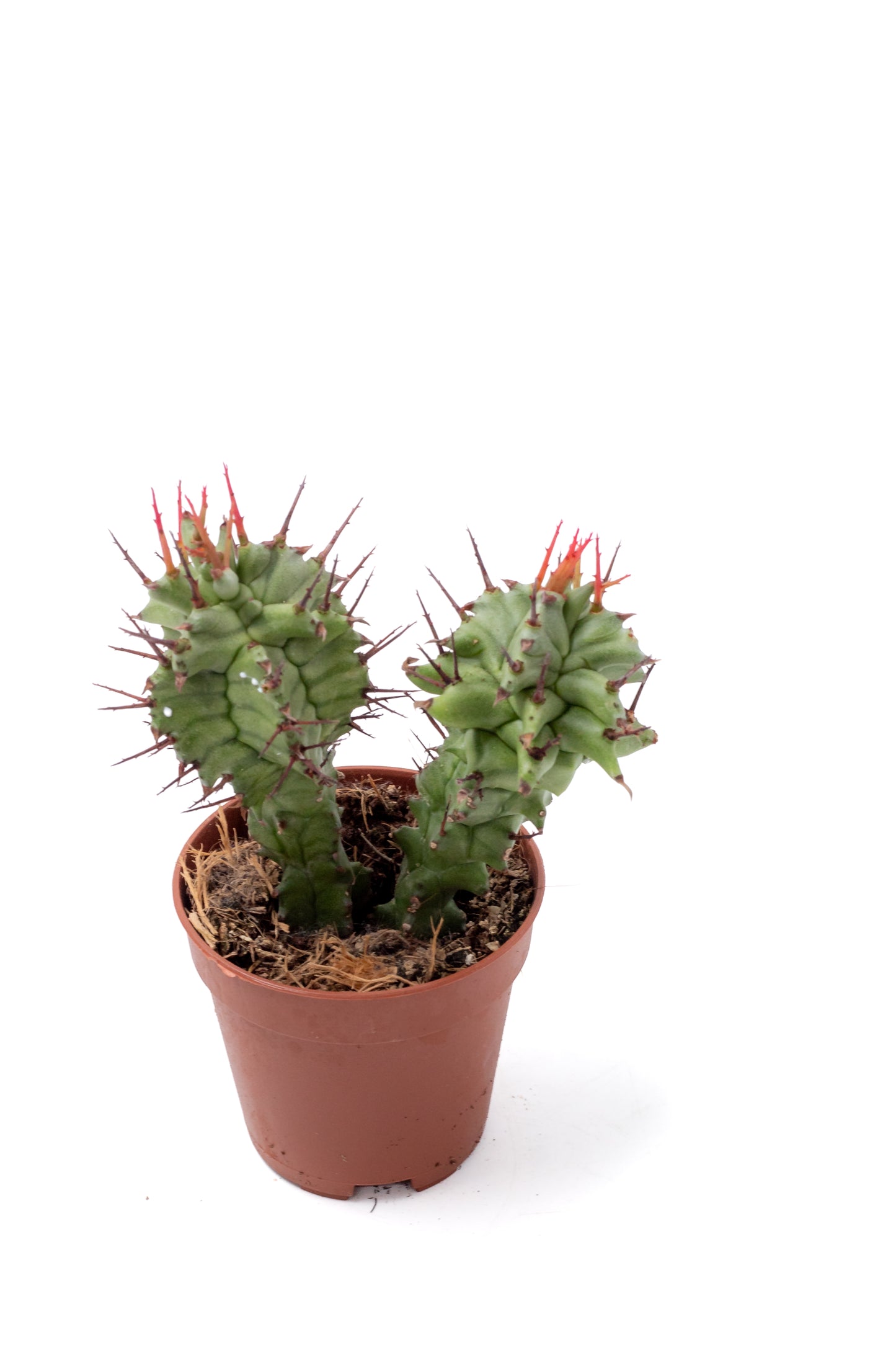 Euphorbia horrida monstruosa