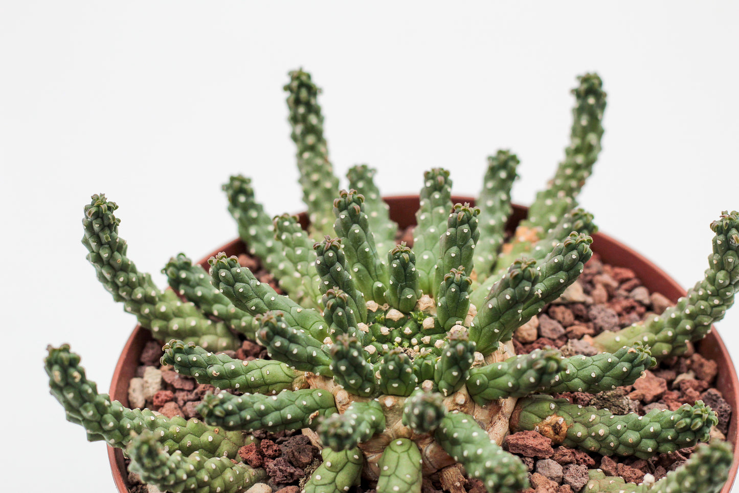 Euphorbia inermis large