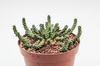 Euphorbia inermis large