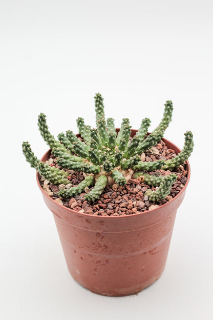 Euphorbia inermis large