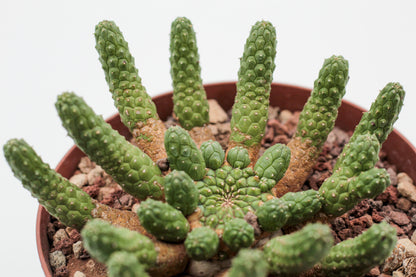 Euphorbia inermis large