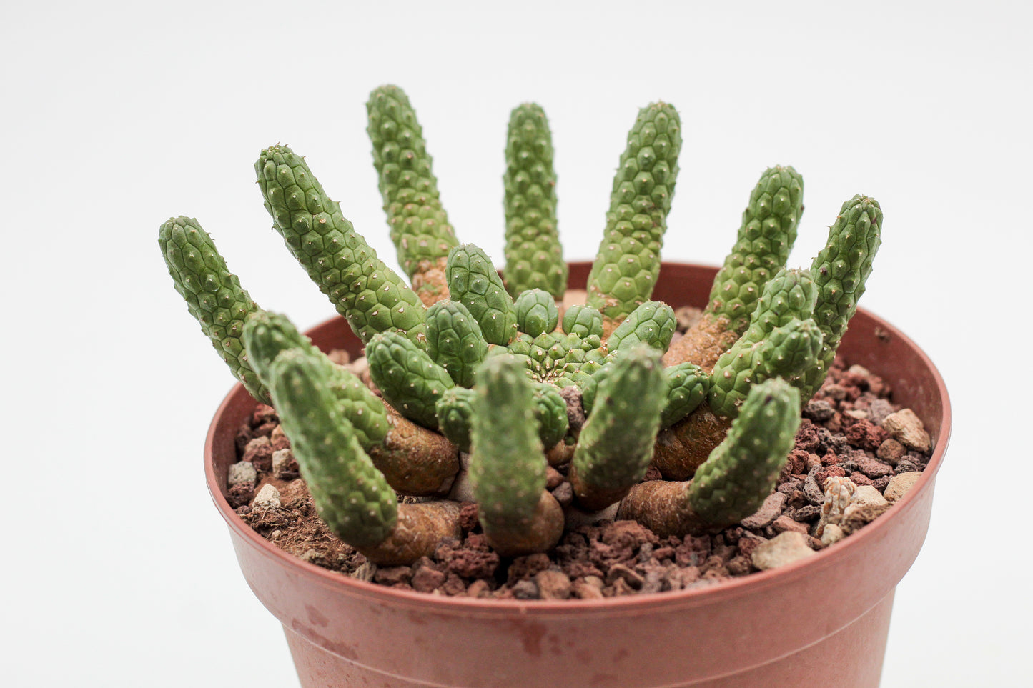 Euphorbia inermis large